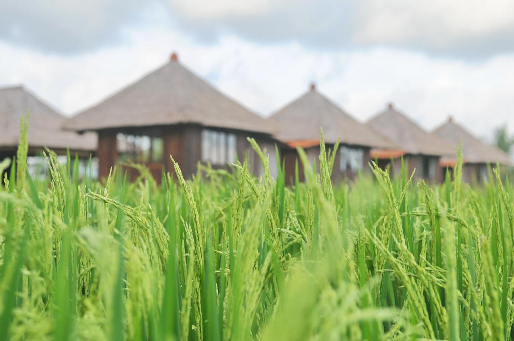 Taman Bintang Villa Ubud Экстерьер фото
